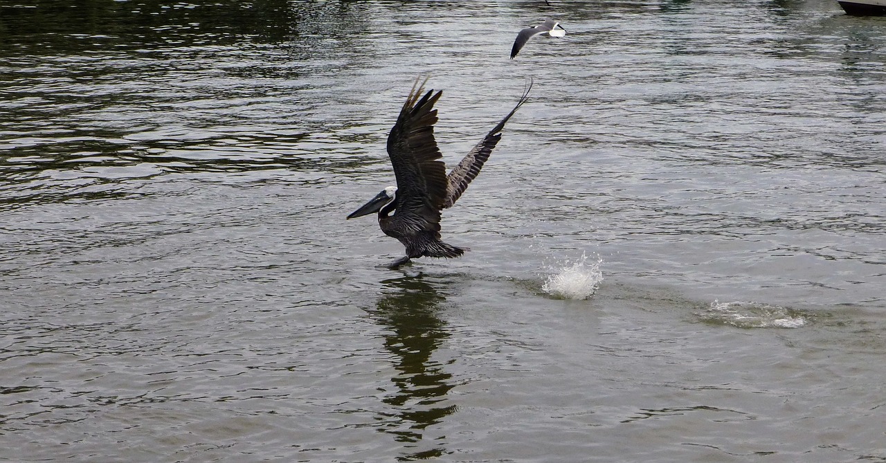 pelican water flying free photo
