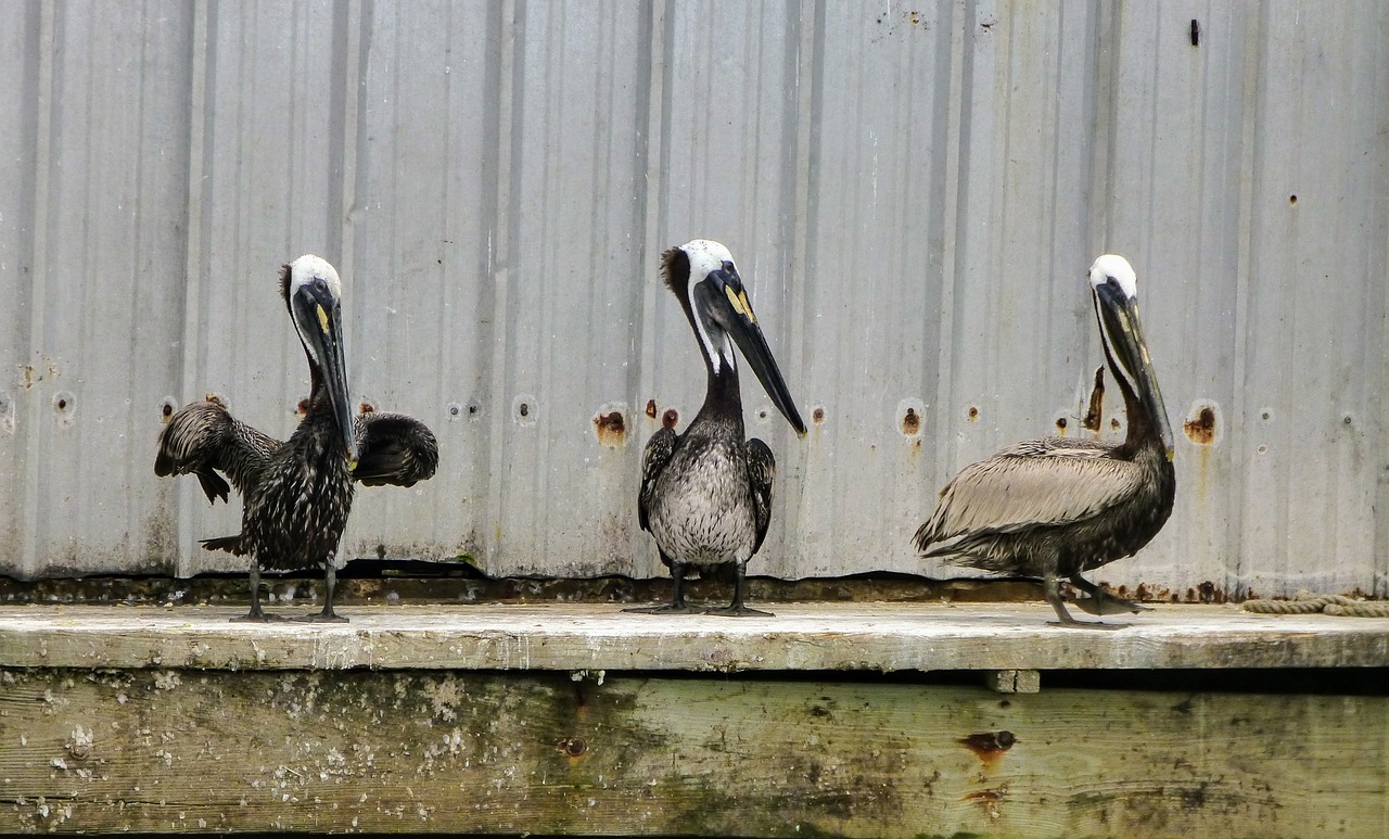 pelican pelicans sitting free photo