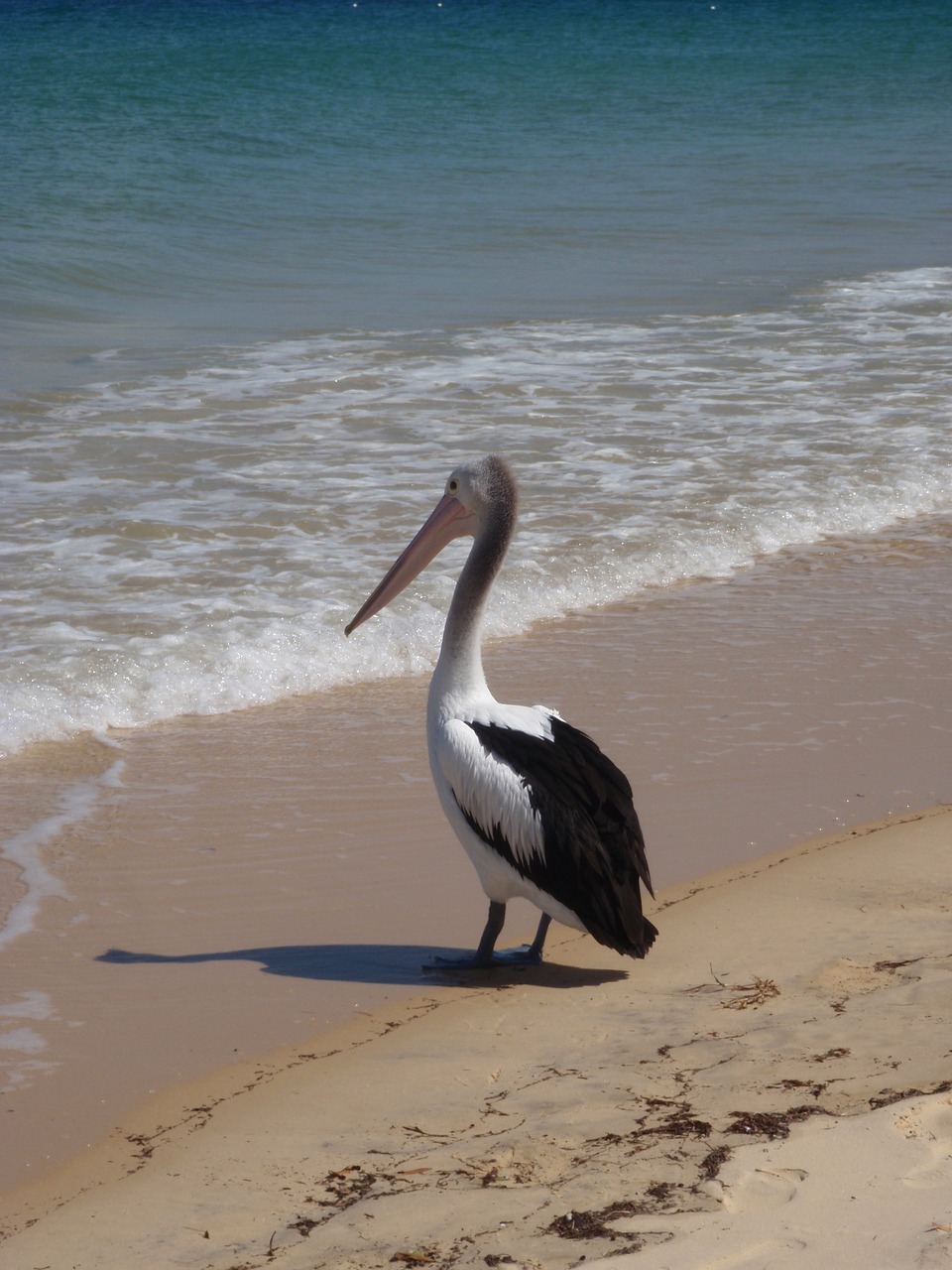 pelican beach australia free photo