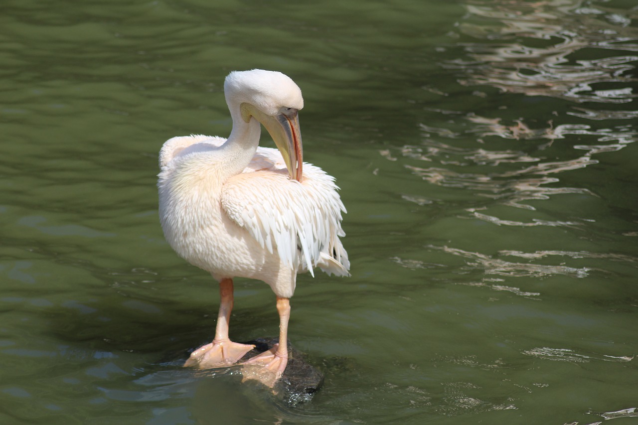 pelican bird zoo deep free photo