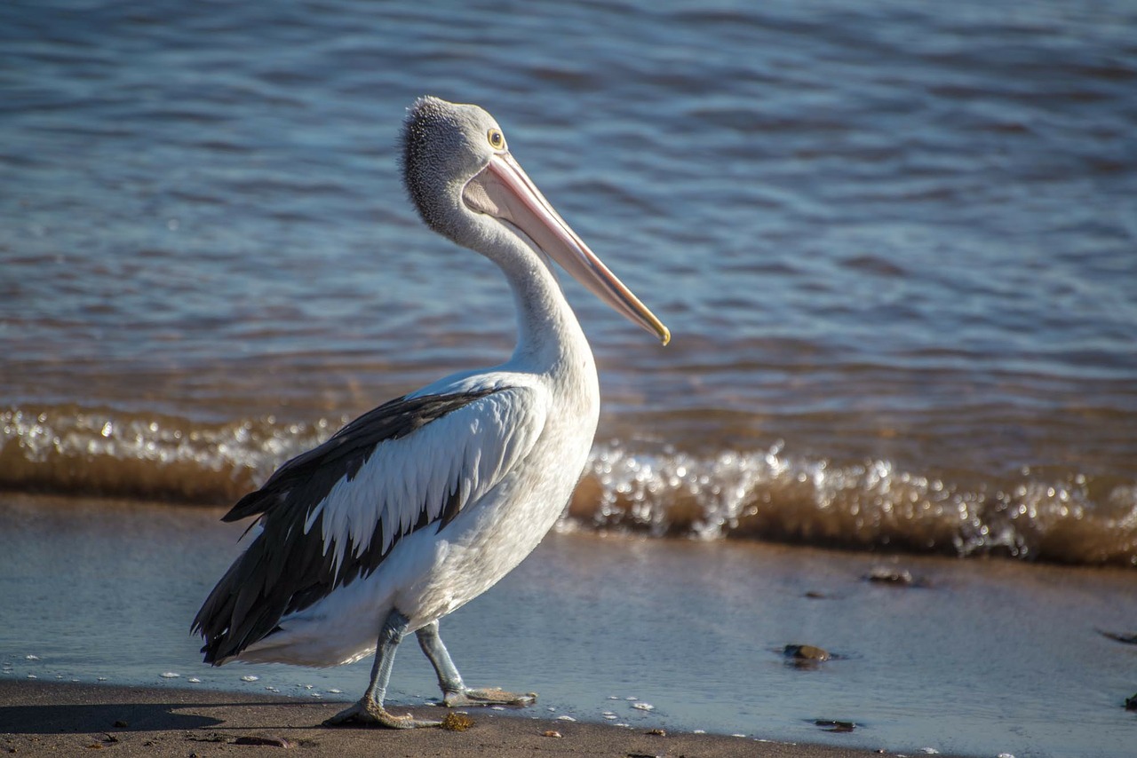 pelican bird australia free photo