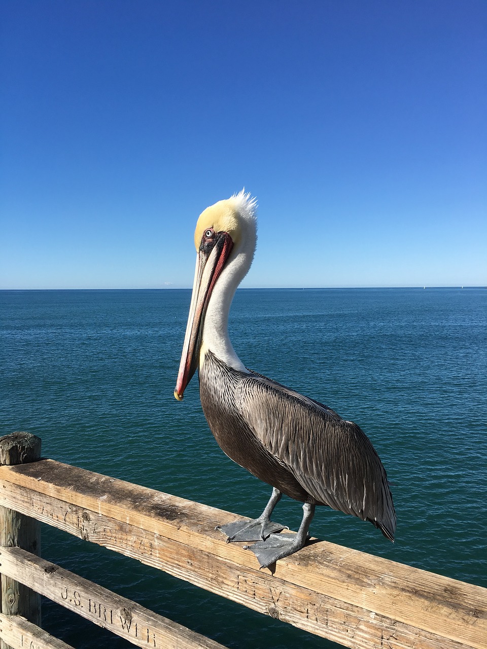 pelican ocean pier free photo