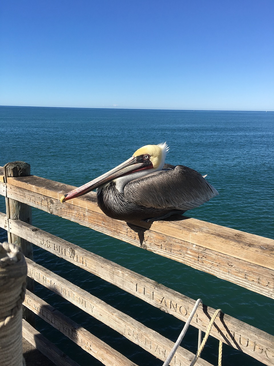 pelican ocean pier free photo