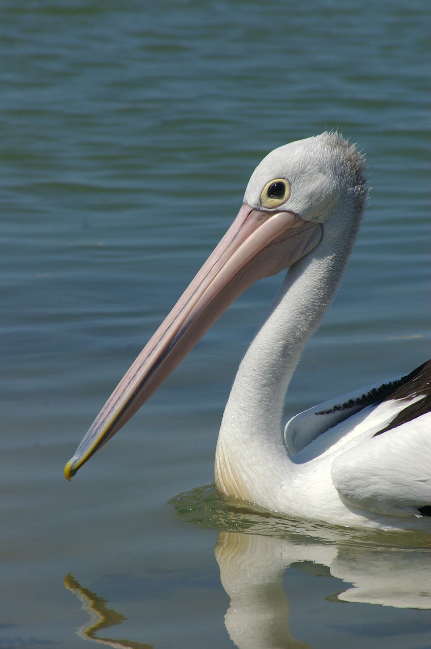 pelican bird wildlife free photo