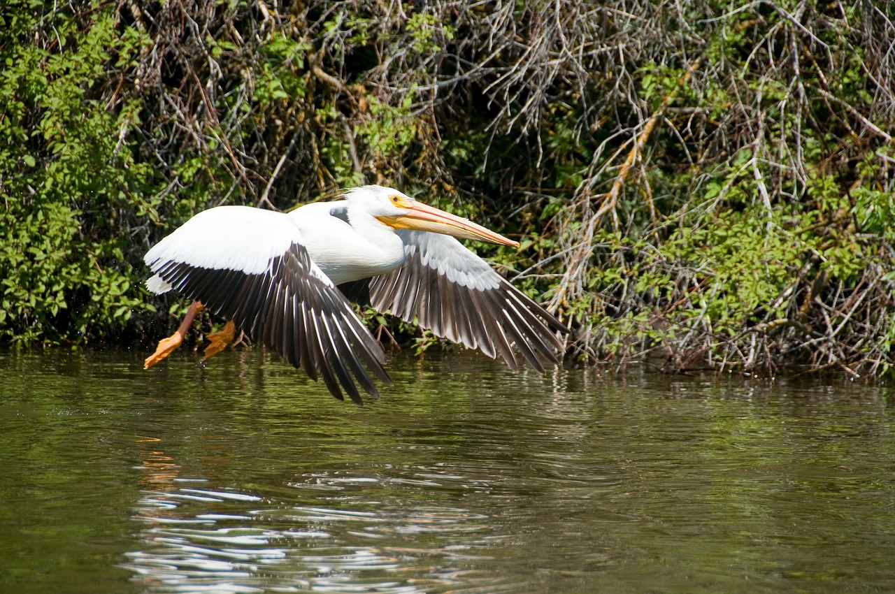 pelican utah landing free photo