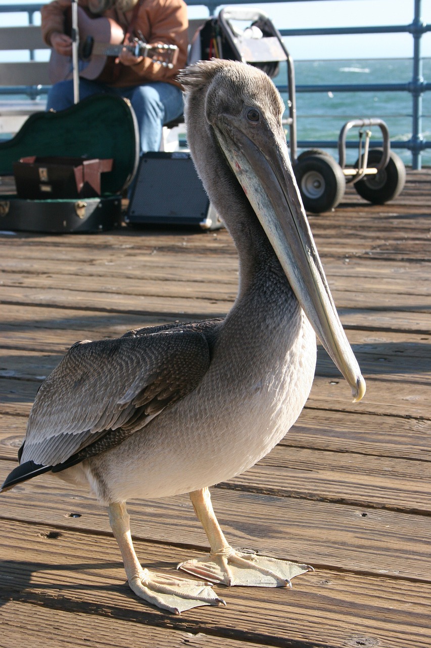 pelican santa monica bird free photo
