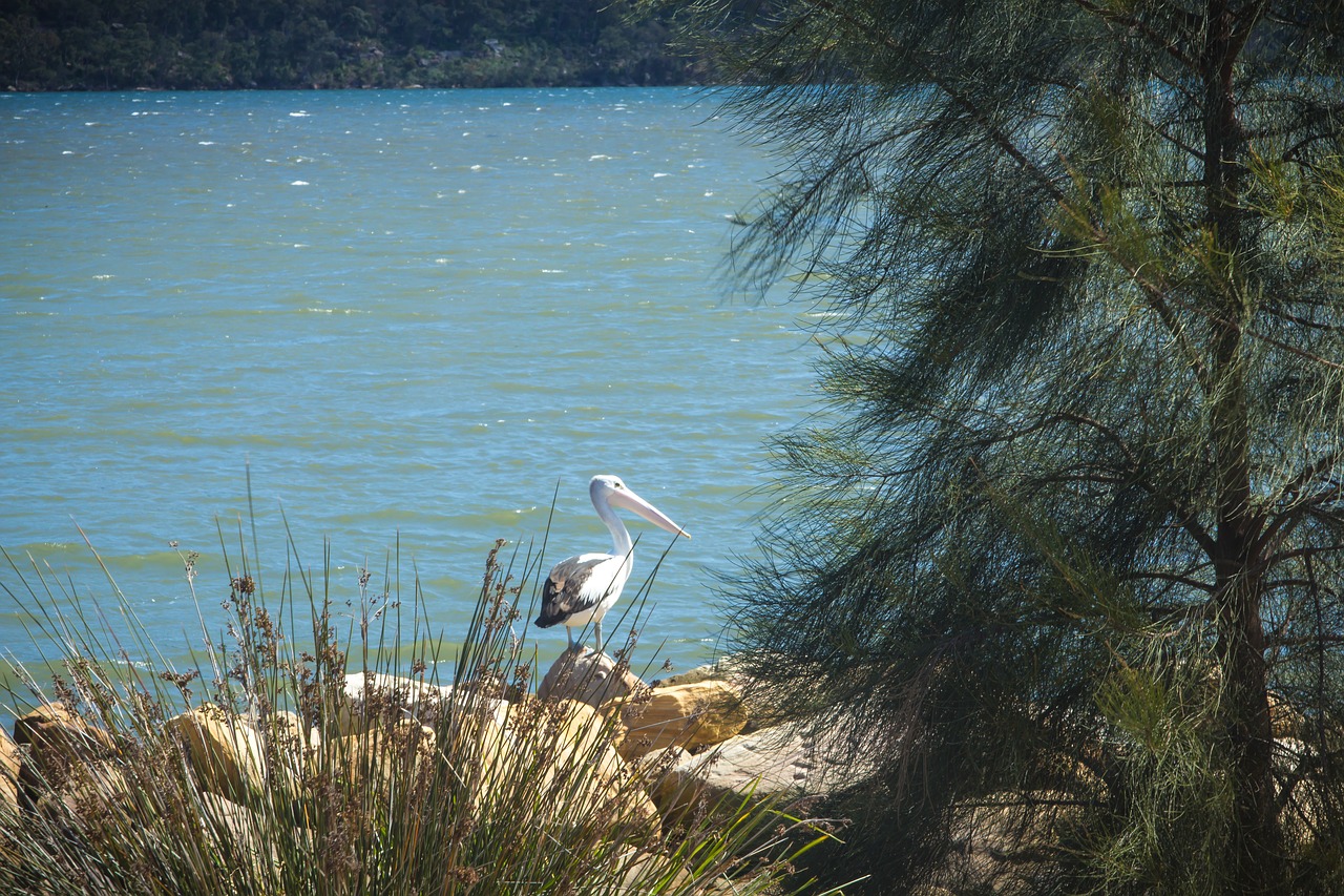 pelican river australia free photo