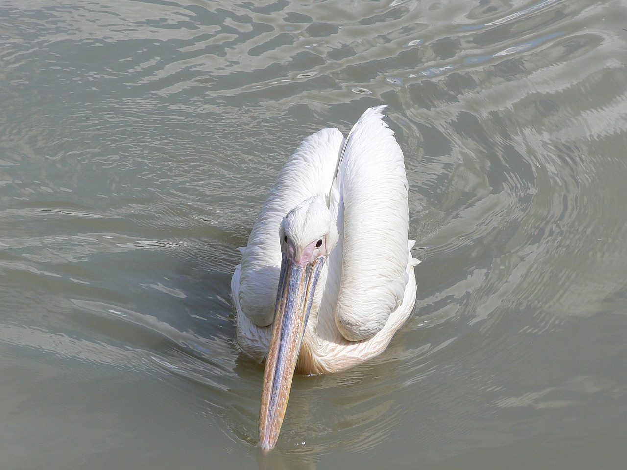pelican birds bird free photo