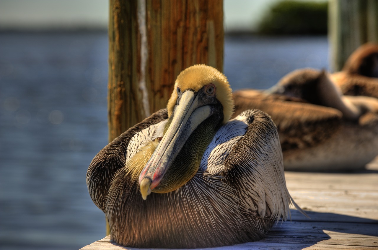 pelican birds nature free photo