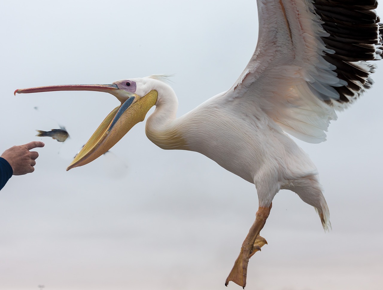 pelican bird feeding free photo