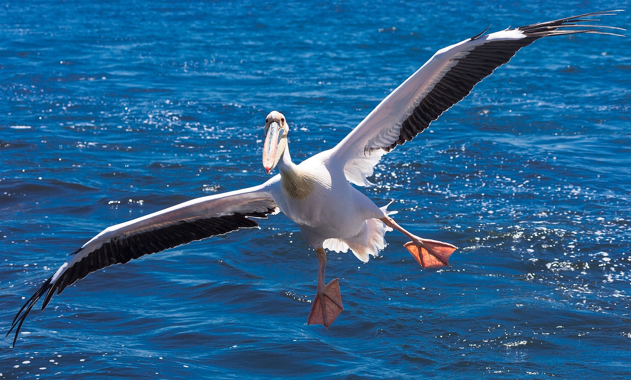 pelican bird africa free photo