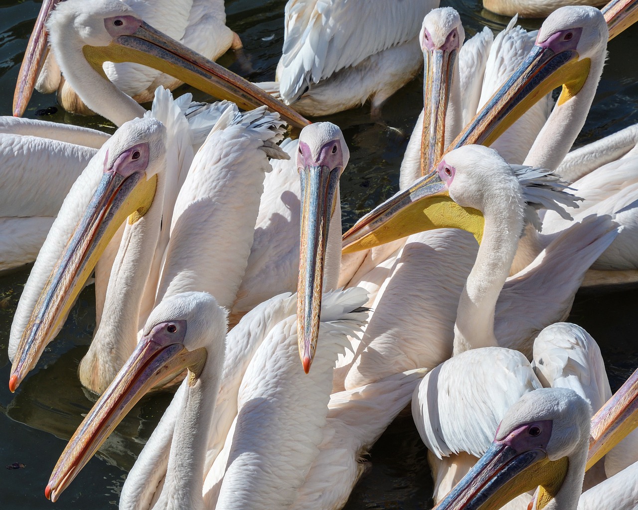 pelican bird group free photo