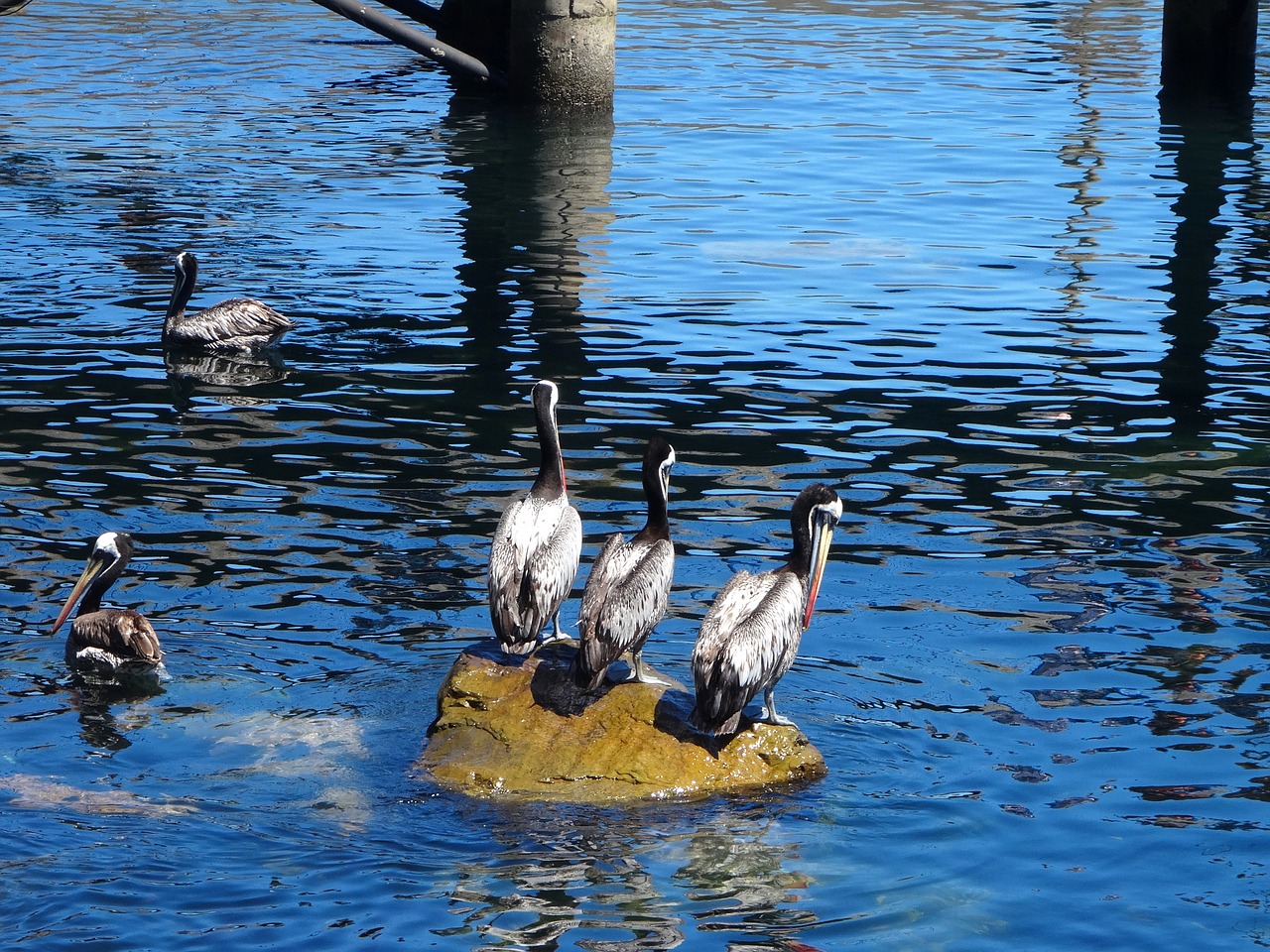 pelican sea costa free photo