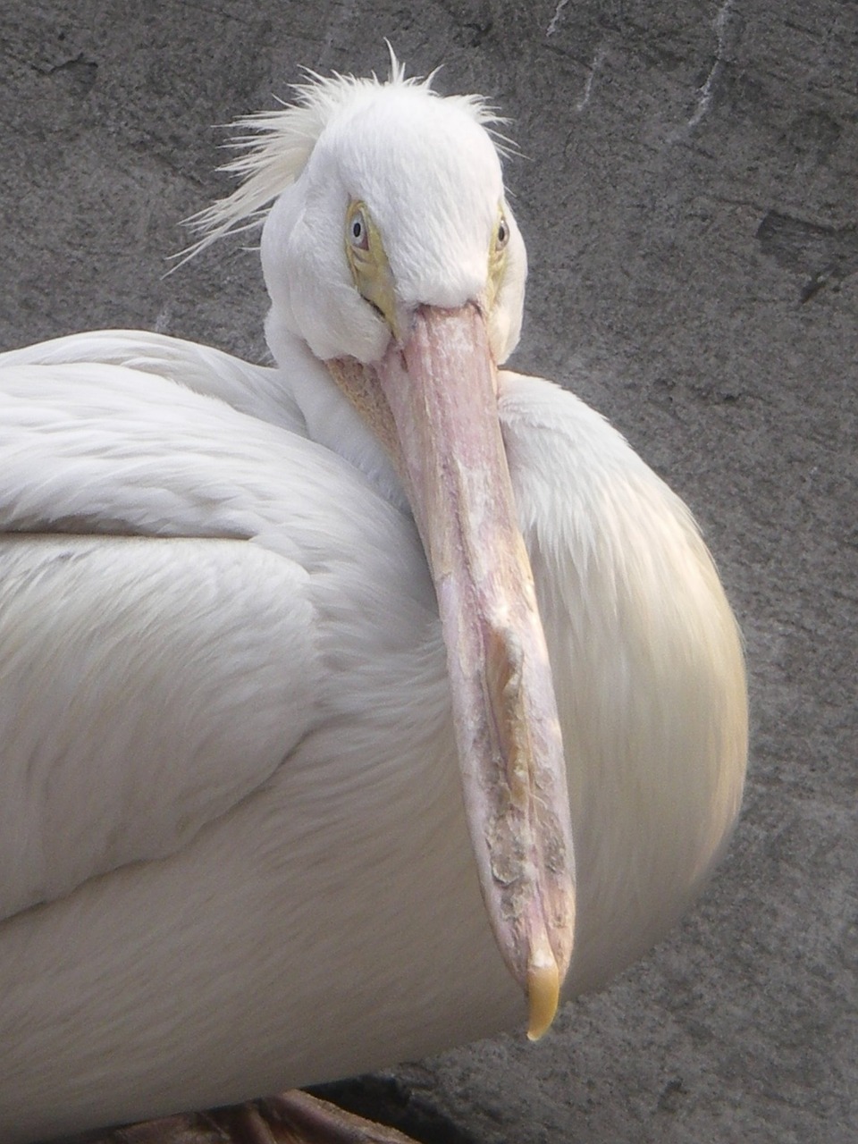 pelican white ave free photo