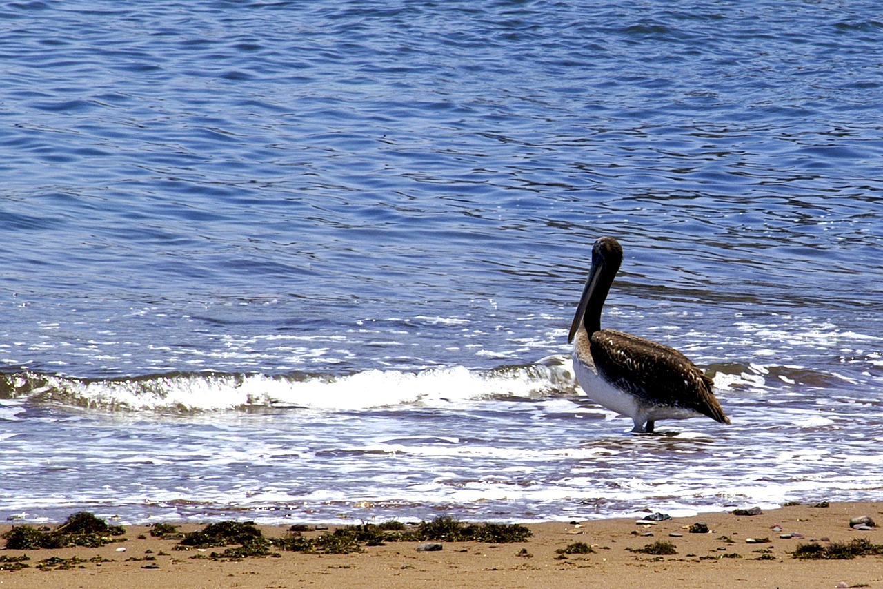 pelican bird chile free photo