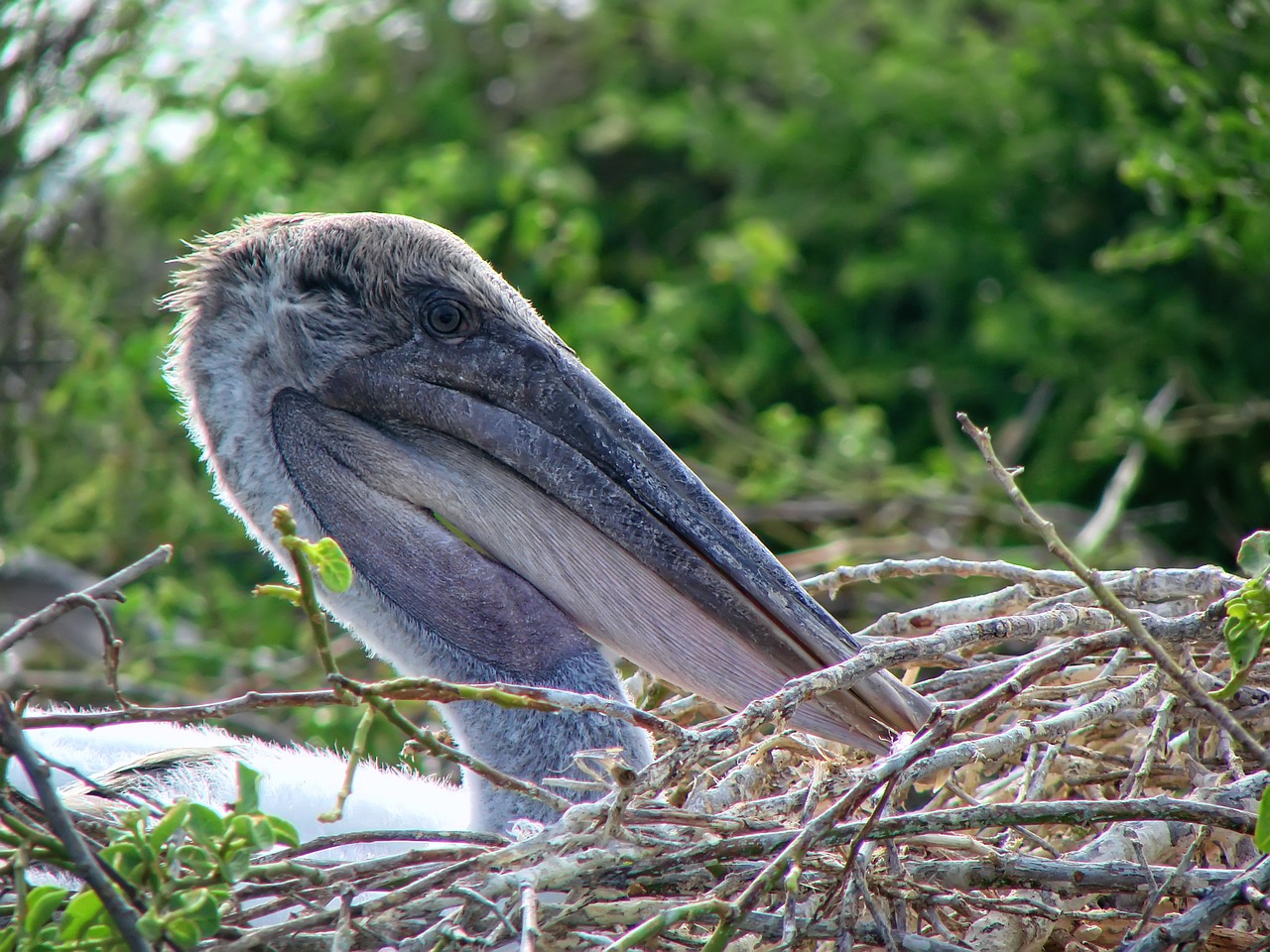 pelican chile pelican ave free photo
