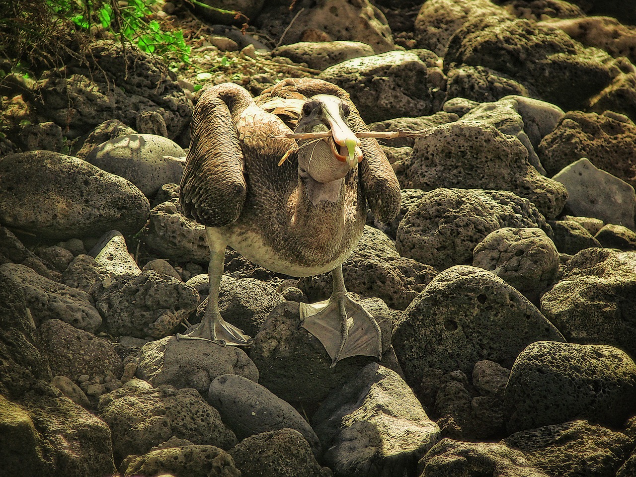 pelican seabird fauna free photo