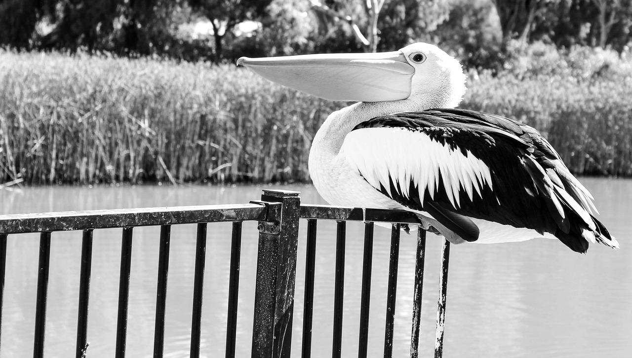 pelican black white bird free photo