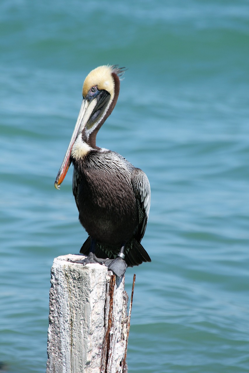 pelican florida bird free photo