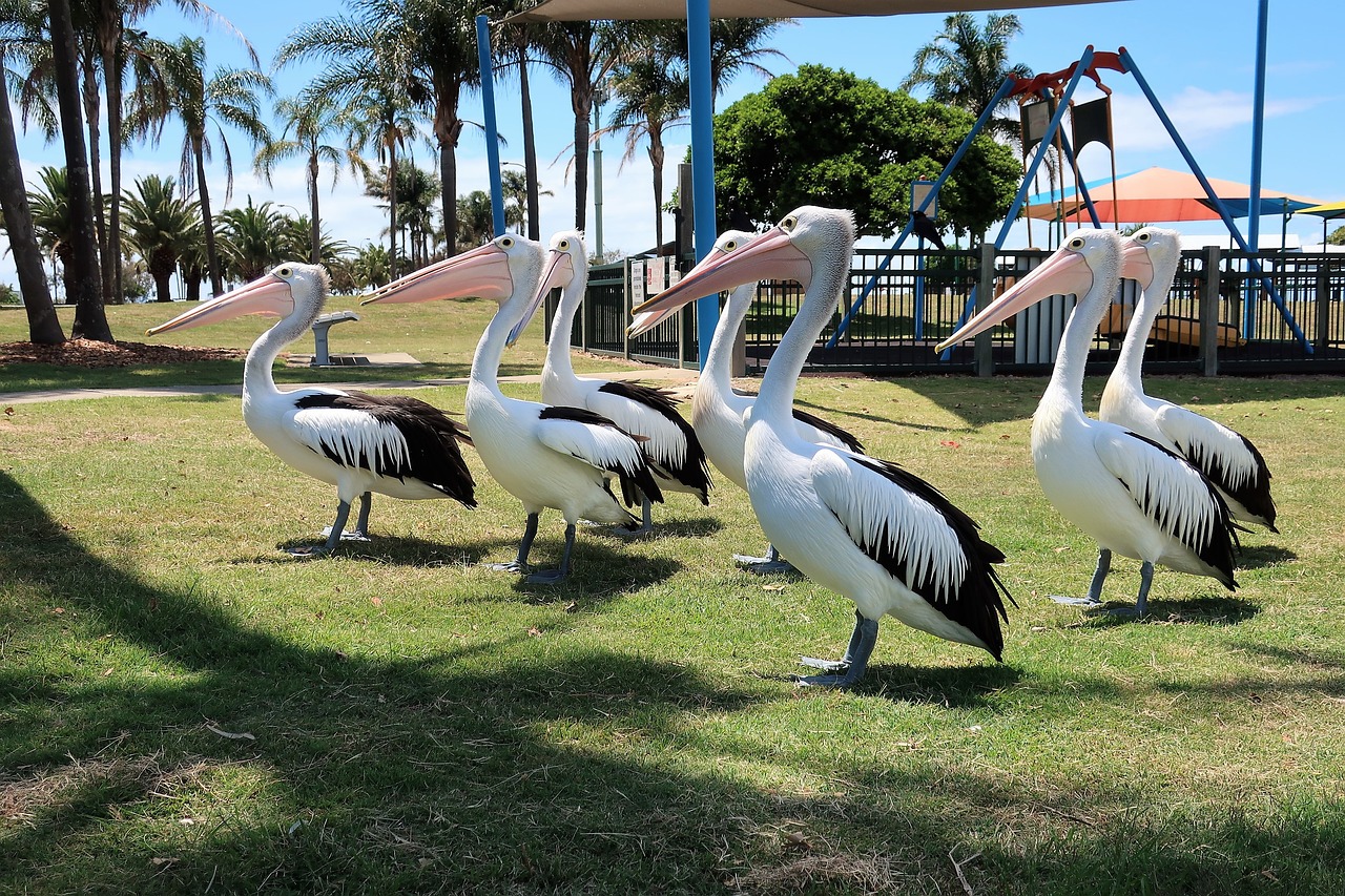 pelican bird park free photo