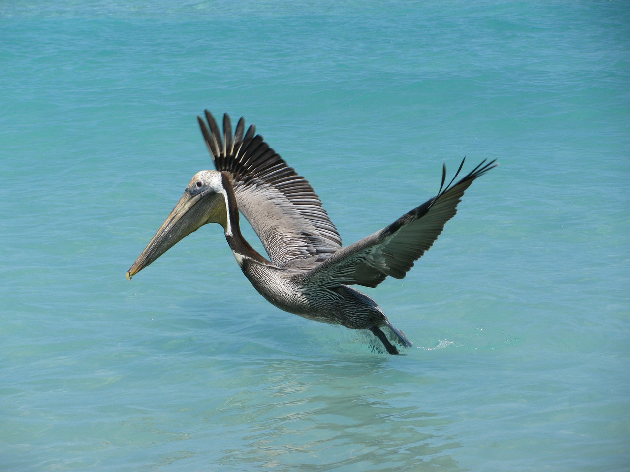 pelican ocean cuba free photo