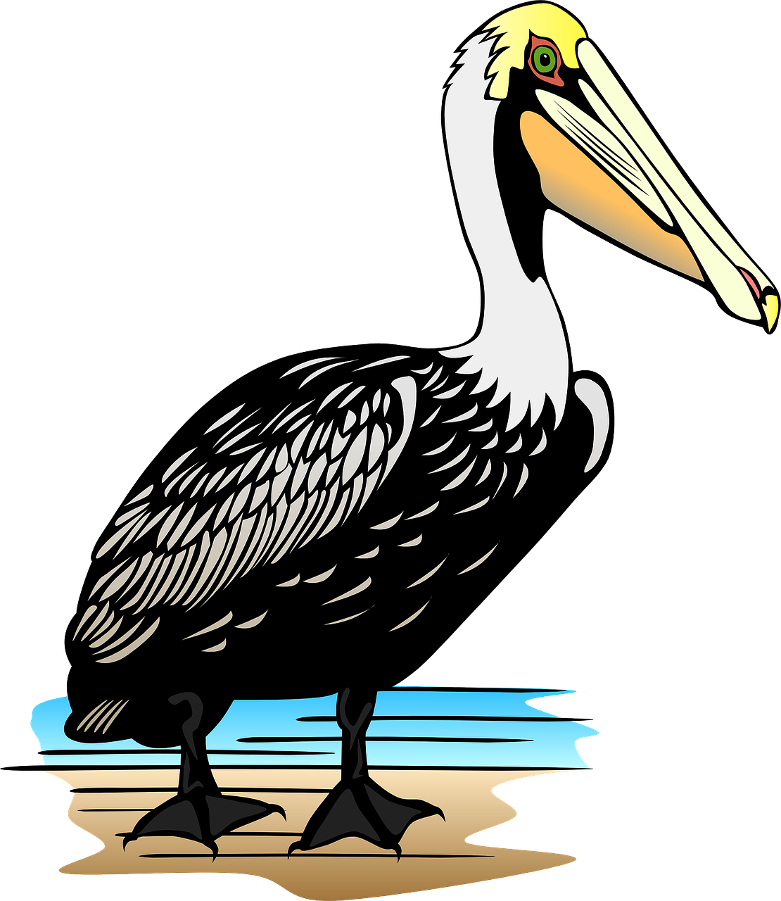 pelican,seabird,large bill,pouch,bird,free vector graphics,free pictures, free photos, free images, royalty free, free illustrations, public domain