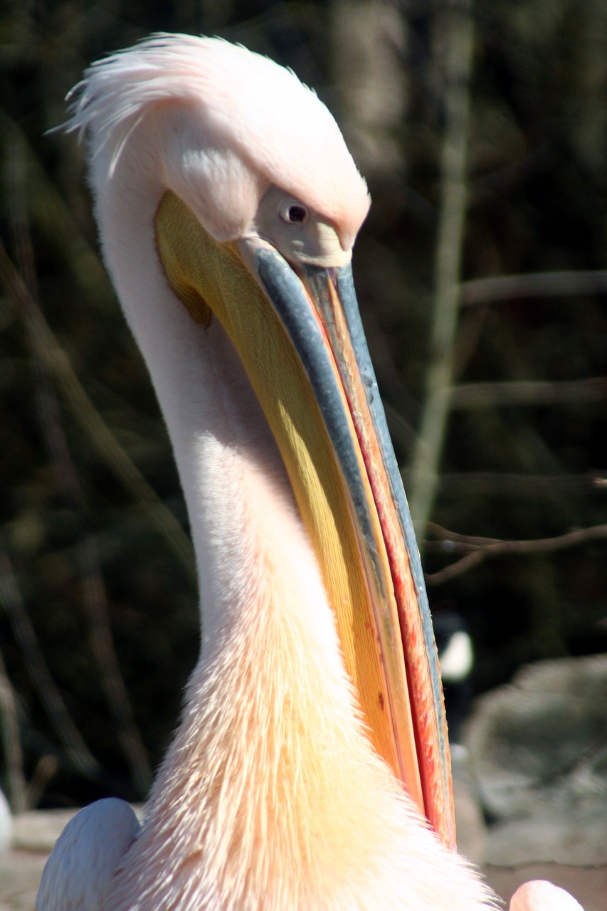 pelican bird fauna free photo