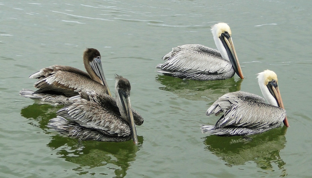 pelican brown pelican mexico free photo