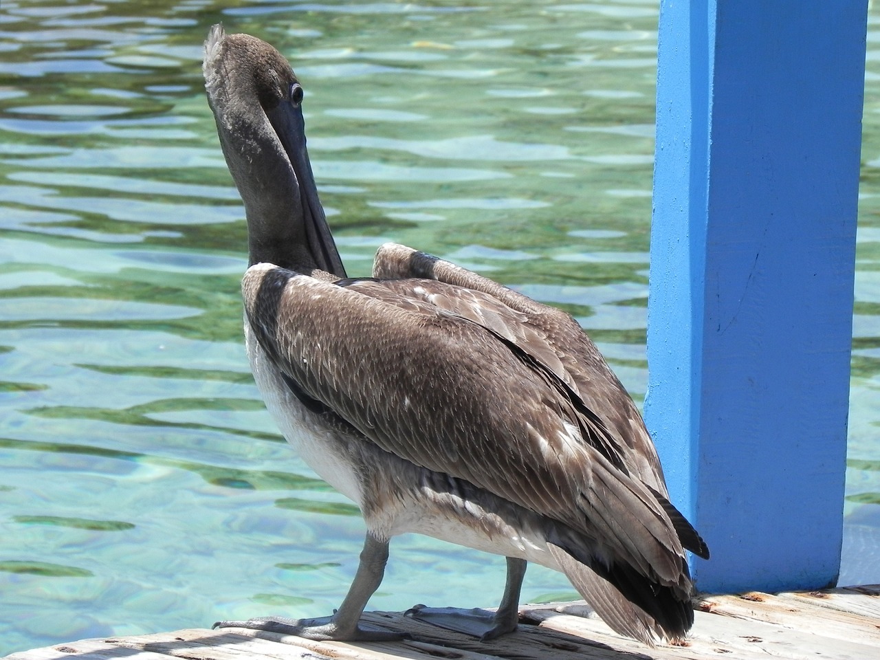 pelican animals ave free photo