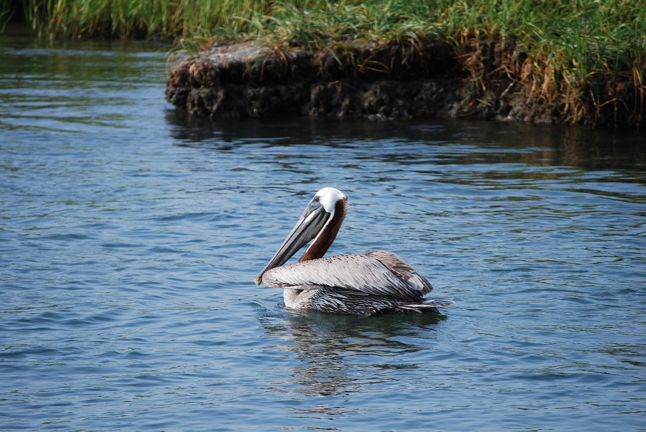 pelican bird water bird free photo