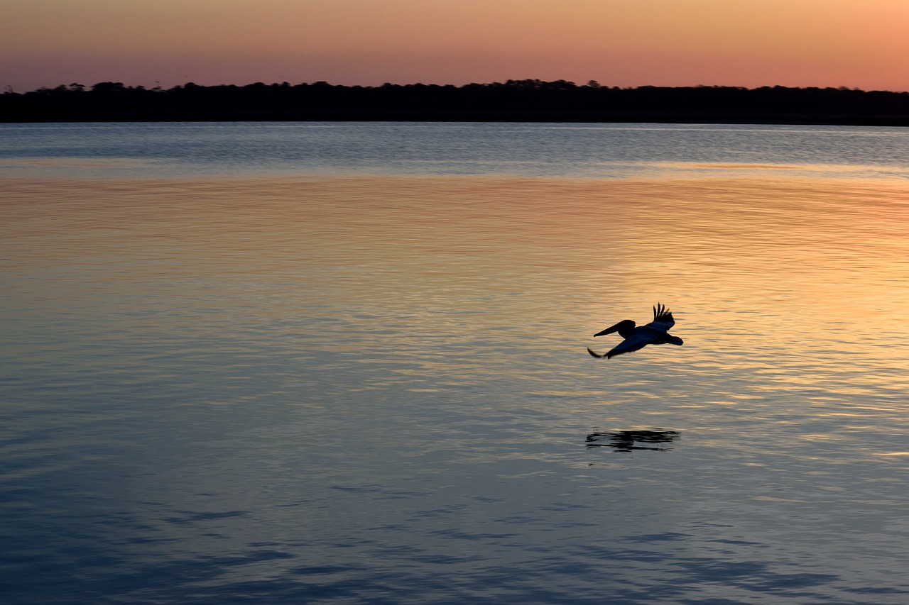 pelican  sunset  silhouette free photo