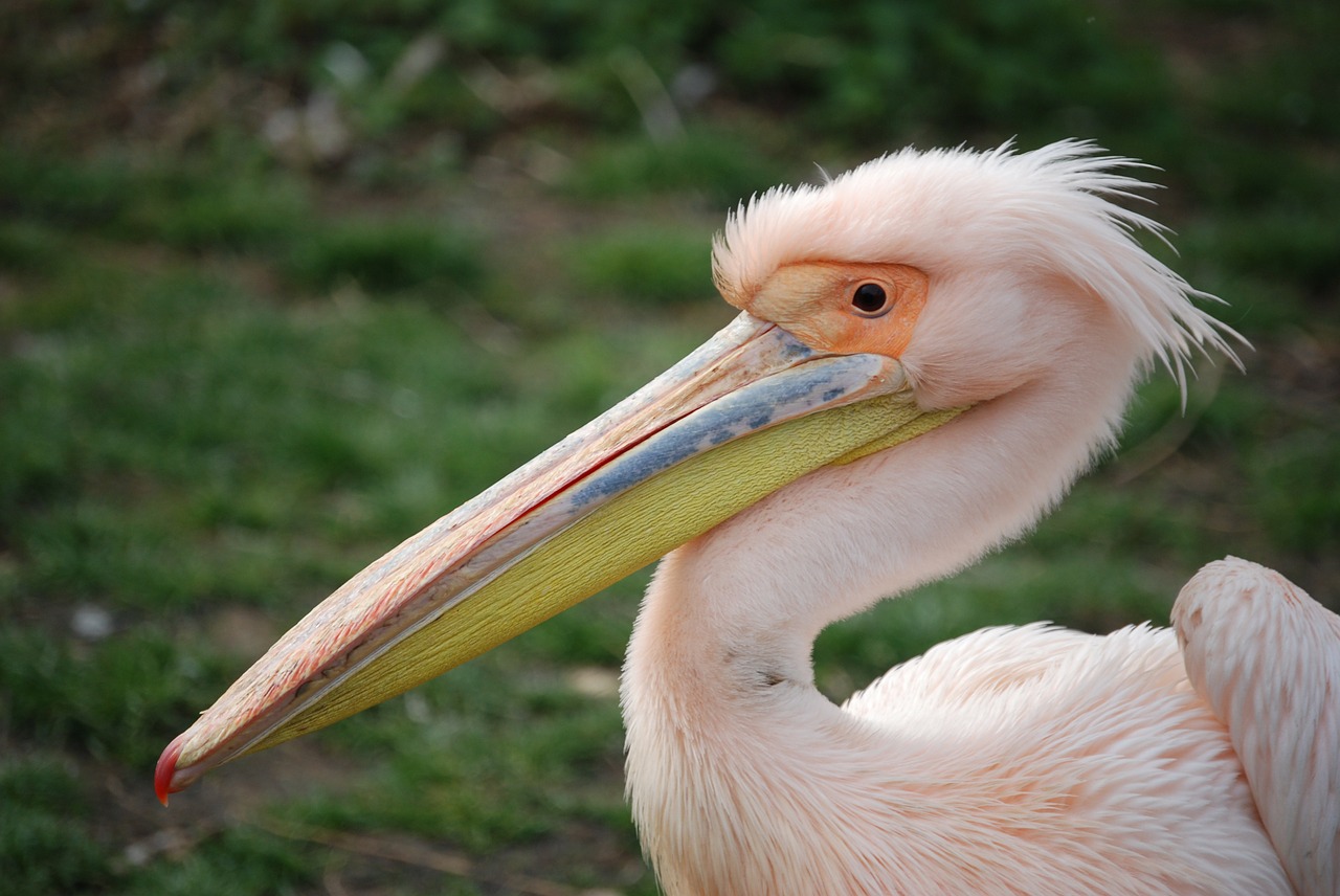 pelican bird bill free photo