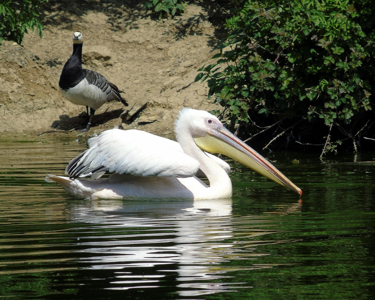 pelican  bird  black free photo