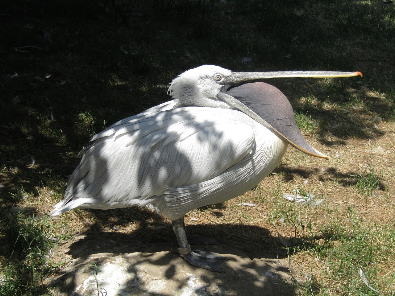 pelican  beak  zoo free photo