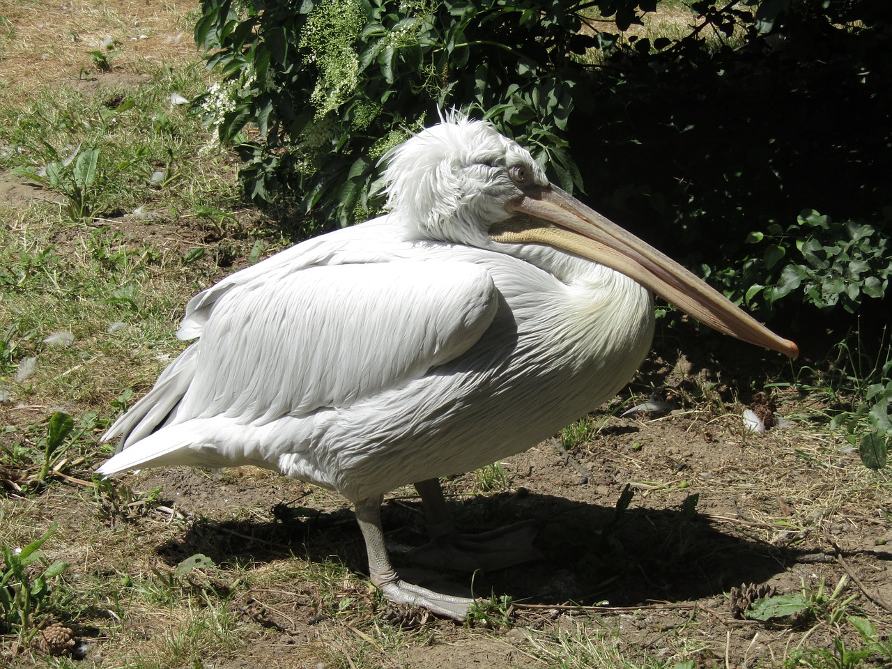 pelican  beak  zoo free photo