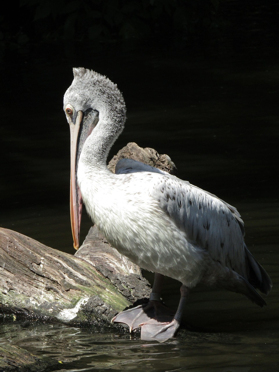 pelican  beak  zoo free photo