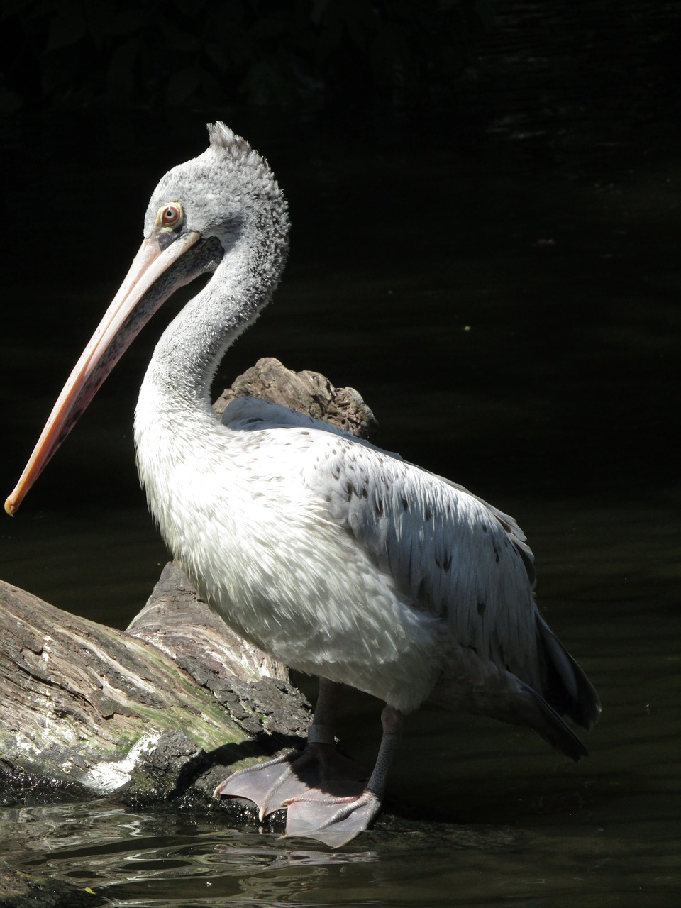 pelican  beak  zoo free photo