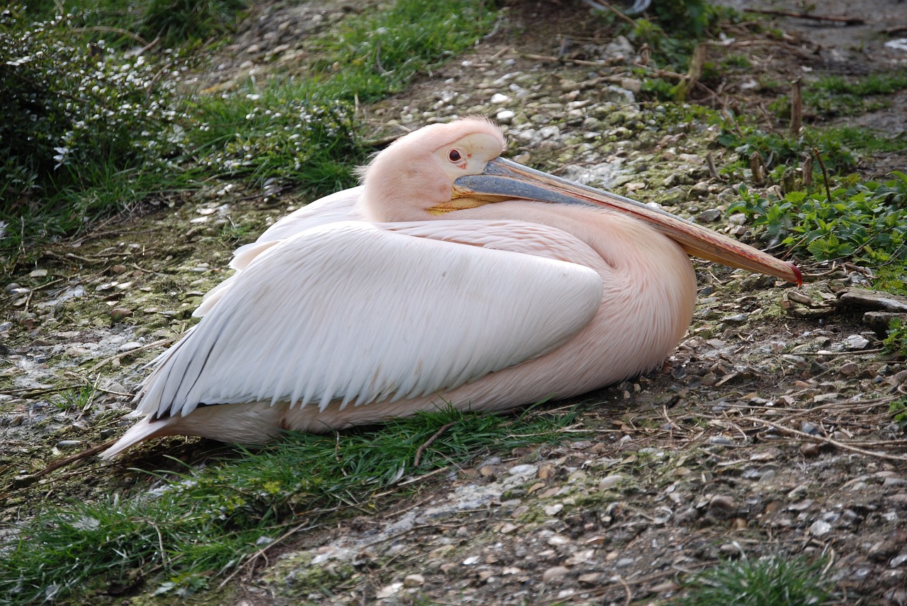 pelican water bird bird free photo