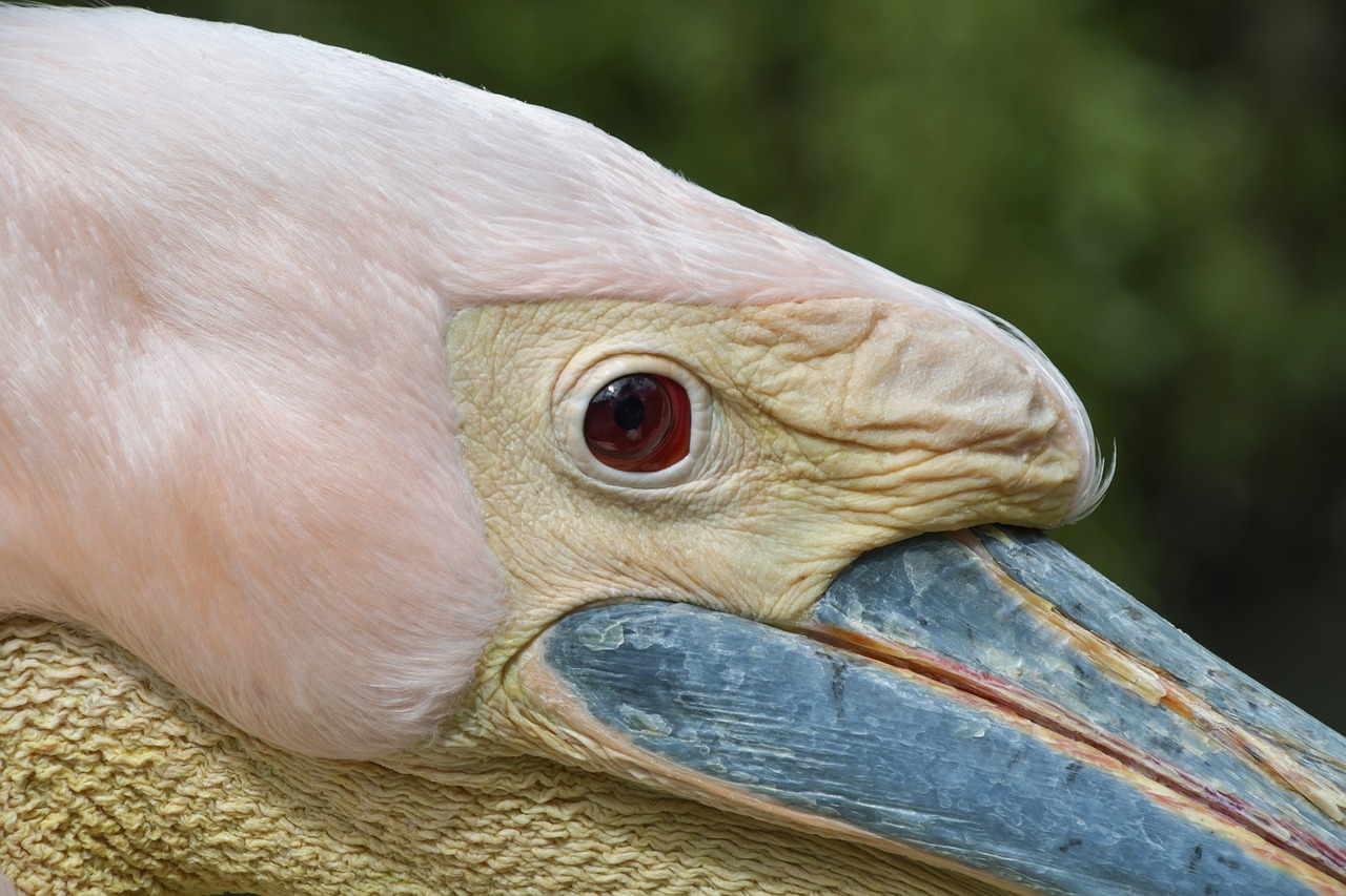 pelican  close up  bird free photo