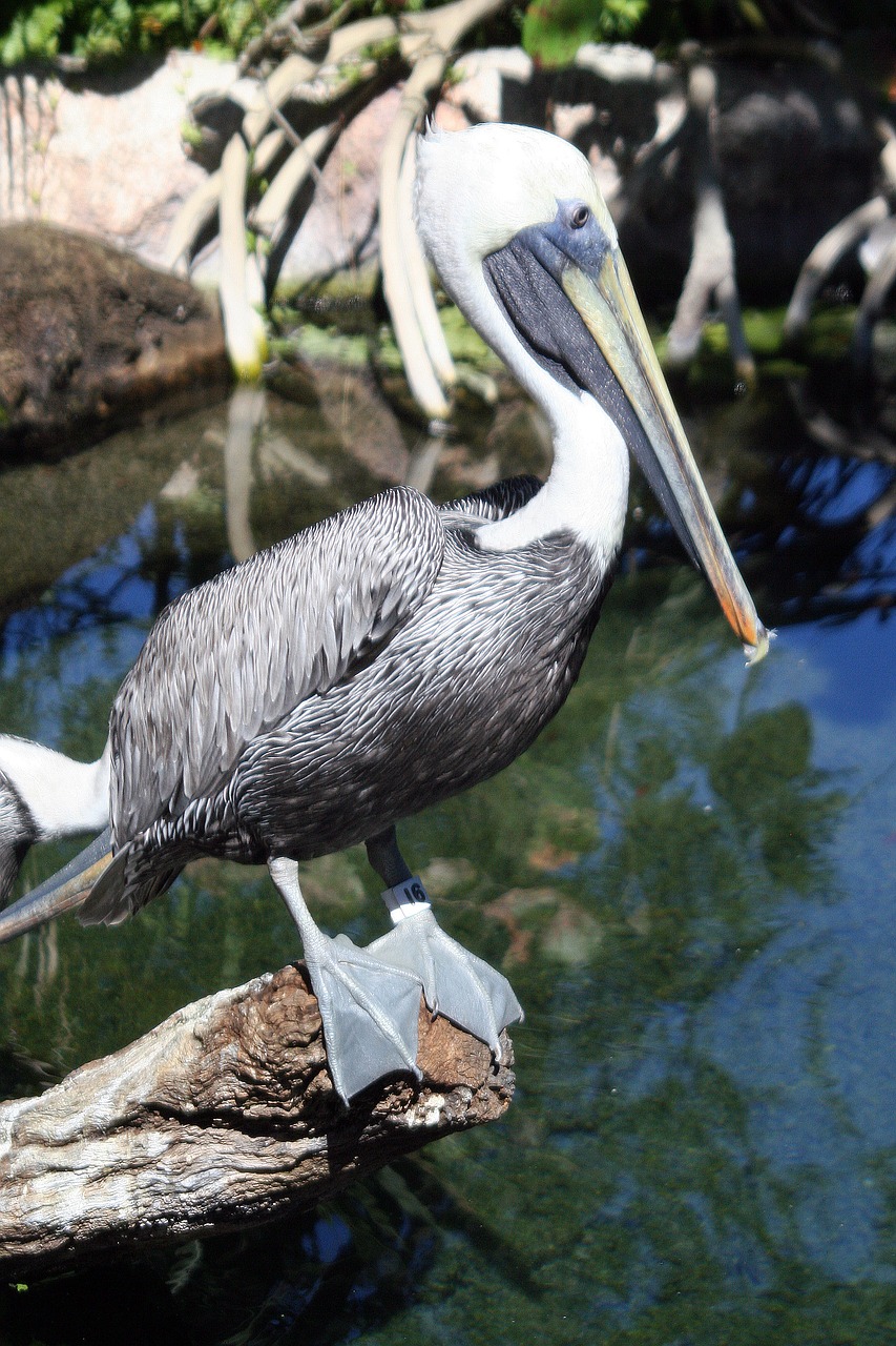 pelican  birds  wildlife free photo