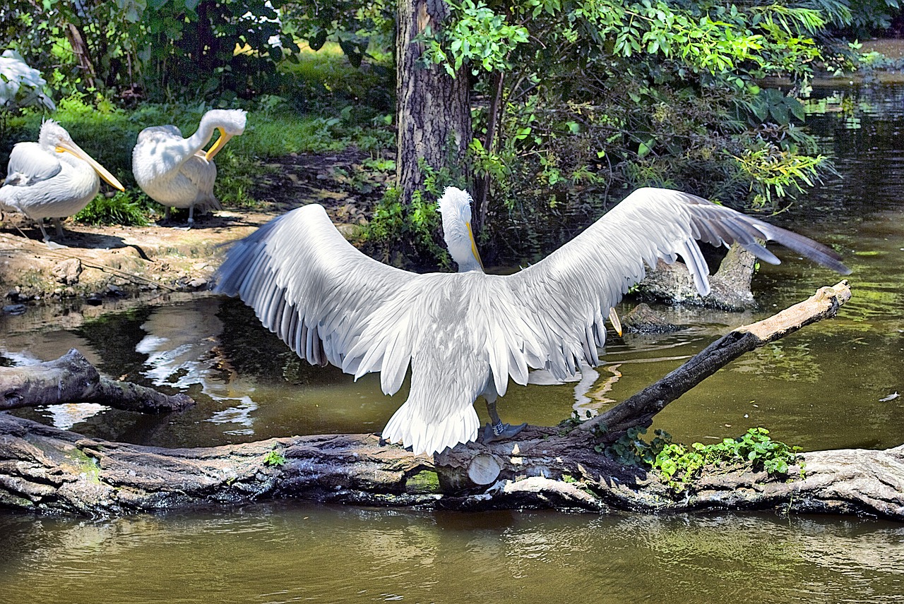 pelican  bird  wings free photo