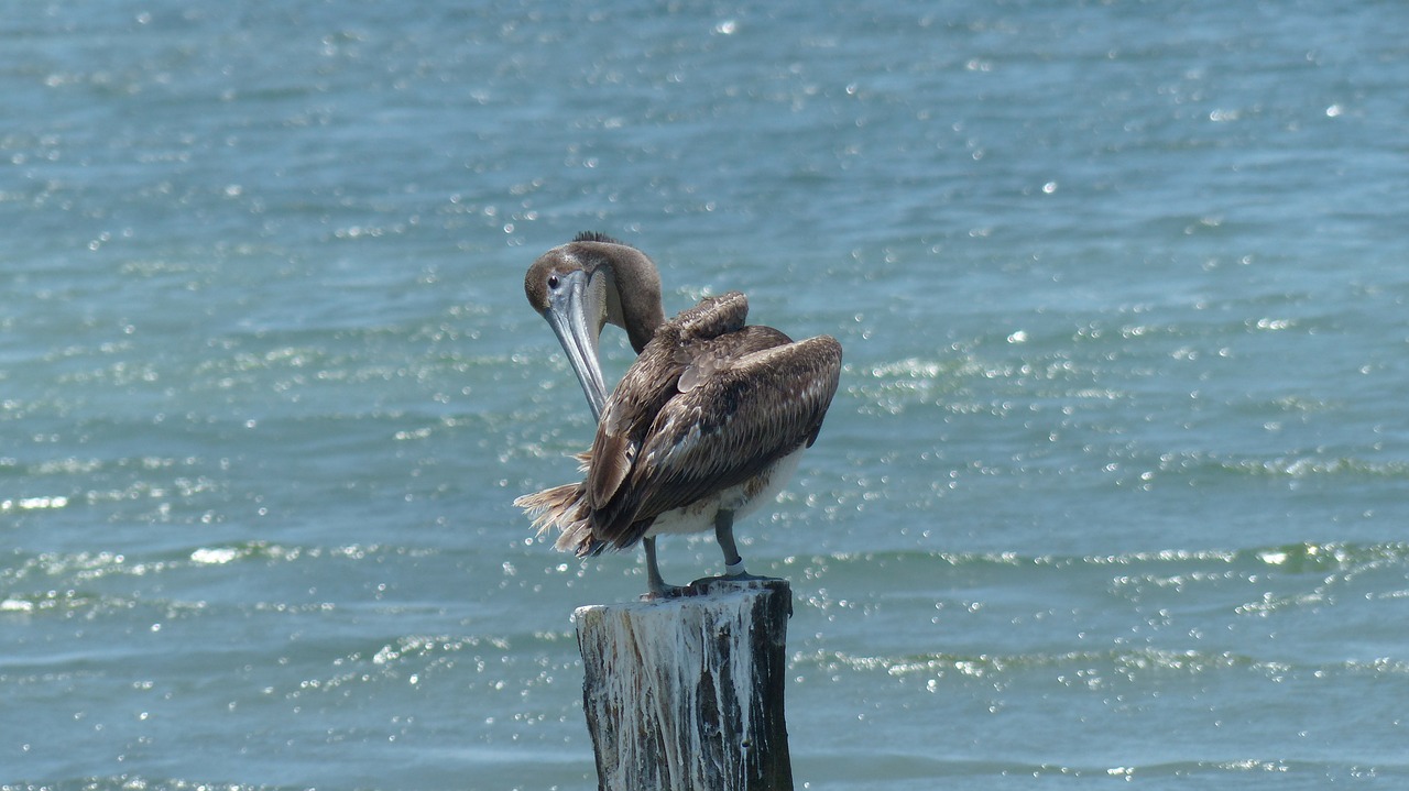 pelican mexico sea free photo