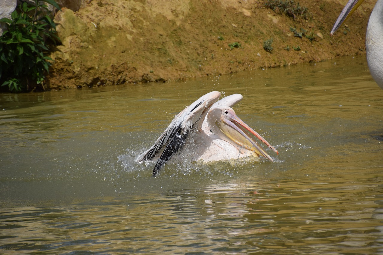 pelican  water  white free photo