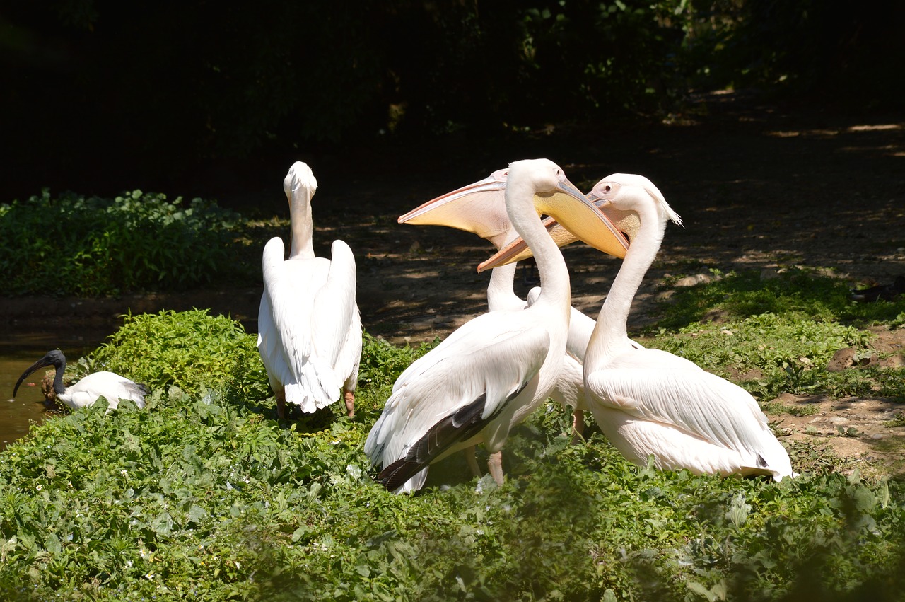 pelican  bird  zoo free photo