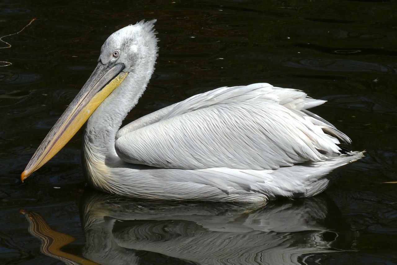 pelican  zoo  bird free photo