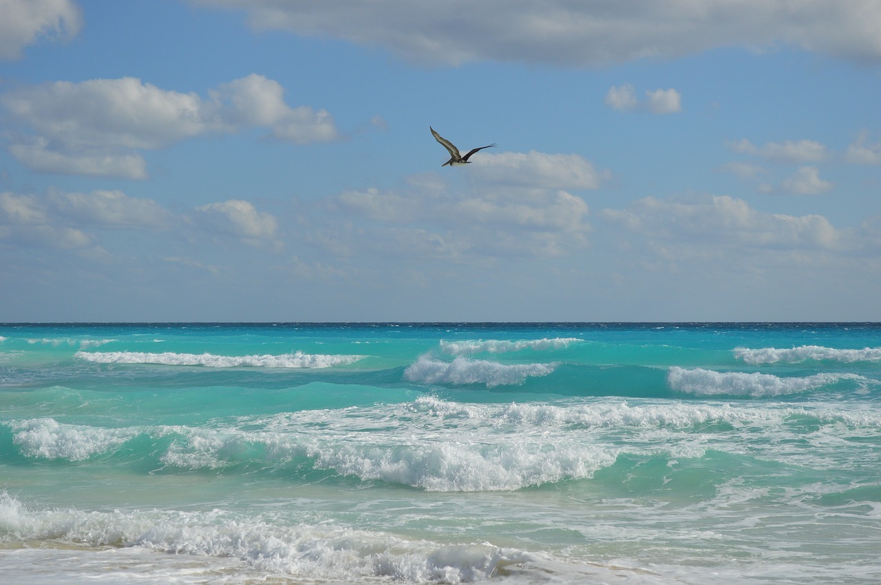 pelican beach bird free photo