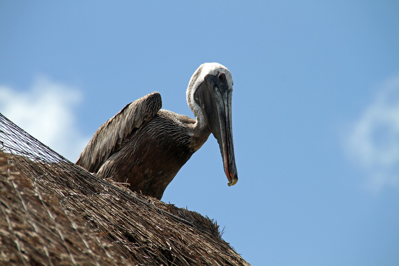 pelican  bird  wildlife free photo