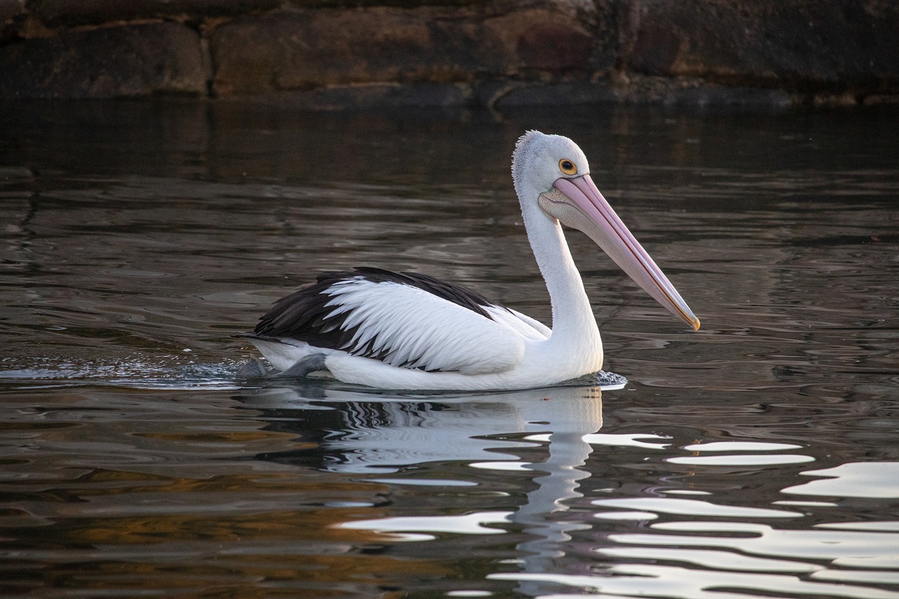 pelican  bird  wild free photo