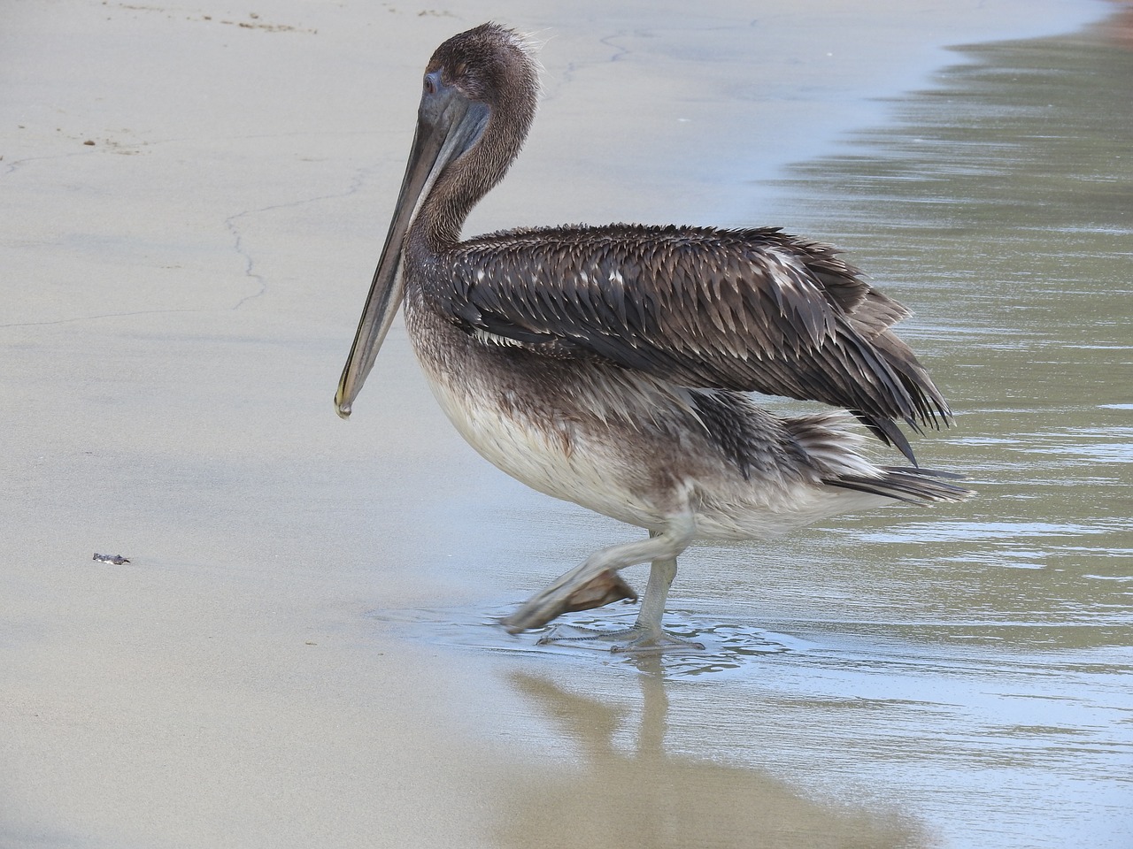 pelican  beach  summer free photo