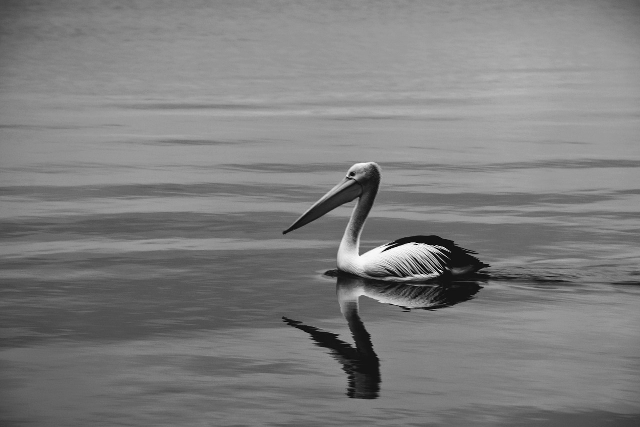 pelican  river  water free photo